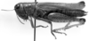CollectionObject 1533432; 3137fff2-a501-48d5-b1df-59b2e213b180: Image Carbonell, C.S. female, lateral view (holotype of Leiotettix punctipes). (CollectionObject).