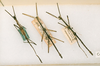 CollectionObject 1563200; 16026058-d30e-469c-8389-b7226c27e682: copyright ANSP. female (syntype) [males, probably not]. (CollectionObject).
