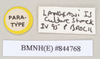 CollectionObject 1559547; NHMUK(SF IMPORT DUPLICATE) 844768-770, a87c5e59-0d66-4cec-b986-7bc2f5651291: copyright Natural History Museum, London. male, data labels of Lopaphus langkawicus (paratype). (CollectionObject).