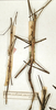 CollectionObject 1558224; 4bcd9d41-28e5-4549-8e4d-ae79d4d4493e: copyright MNHN, Paris. male and female of synonym Cuniculina insolens (syntypes). (CollectionObject).;CollectionObject 1558225; 9a9b34d9-b7c0-4cc5-8407-b2b03df07833: copyright MNHN, Paris. male and female of synonym Cuniculina insolens (syntypes). (CollectionObject).