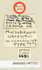 CollectionObject 1518373; 1a7b6138-621d-4b20-b878-d3b1db3e2112: labels (holotype). (CollectionObject).