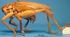 CollectionObject 1578129; 49c85f8f-ae43-4663-8eba-20f12efd4b63: male, lateral view. (CollectionObject).
