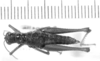 CollectionObject 1566284; 32dbde07-32da-40e7-ae48-8fda378676bc: female, dorsal view (allotype). (CollectionObject).