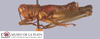 CollectionObject 1513164; dc424f93-8d01-4e41-ad78-841394472e95: Male habitus, lateral view (holotype). (CollectionObject).