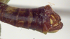 CollectionObject 1504169; 0728e7d2-d896-46e4-992b-1289bcdd262f: male cerci (holotype). (CollectionObject).