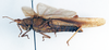 CollectionObject 1575295; 1ad02064-6d14-4e53-8a53-aff1fe798861: female, lateral voew (allotype). (CollectionObject).