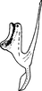 Aedeagus, lateral view on Arbosiria gracilis Dworakowska, 1994: Aedeagus (A. gracilis Dwor.), lateral view. (Observation).