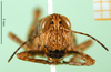 CollectionObject 1502806; 4ca2141e-492d-495e-b002-e4045cc553ab, DORSA BA000156S02: female, frontal view (syntype). (CollectionObject).