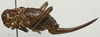 CollectionObject 1535961; e11091d7-c014-4809-843d-d6860c6ca535: female habitus, lateral view (paralectotype). (CollectionObject).