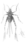 Paranemobius pictus (Saussure, 1877): Pl.11, Fig.6. female, dorsal view. (Otu).