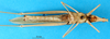 CollectionObject 1501101; c6310109-01f4-41f4-a7af-24317fc276c0, MfN 2152: female, ventral view (holotype of Truxalis scalaris). (CollectionObject).