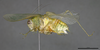 CollectionObject 2072458; da88e222-bf34-46c3-949c-177e28731c31: Holotype, male, lateral view. (CollectionObject).