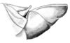 Dichroplus robustulus (Stål, 1878): Fig. 7. male abdomen tip, lateral view. (Otu).