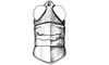 Dichromatos schrottkyi (Rehn, 1918): Fig. 5P. male head and pronotum, dorsal view. (Otu).