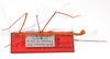 CollectionObject 1560181; 8e24f521-1d13-482a-beaf-004d9a01b2e0: copyright ZMB, Berlin. male (holotype). (CollectionObject).
