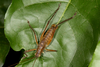 FieldOccurrence 3745; a0b9fe73-1796-4ba9-bad3-ec56485c5dee; Parque Nacional Iguazú, Sendero Macuco, 2012/02/18: (FieldOccurrence).