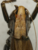 CollectionObject 1535143; 338ed26c-56fd-4f96-bf0a-717b266e2db5, MNCNn. 461: female pronotum, dorsal view (lectotype). (CollectionObject).