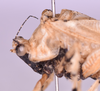 CollectionObject 1544657; 857b6e6f-521f-4a1f-96d0-335f37bfeba1: male, head and pronotum lateral view (holotype). (CollectionObject).