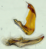 Aedeagus, lateral view: (Observation).