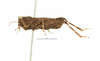 CollectionObject 1568271; fb0ad33a-8dcd-469e-871d-23029e4fb05e: male, lateral view. (CollectionObject).