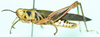 Anapropacris elegantula (Bolívar, 1908): male, lateral view. (Otu).