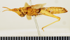 CollectionObject 1518492; 1b49e772-30cc-41df-a94d-d4d4d351c0cb: female, lateral view (holotype). (CollectionObject).