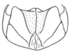 Ceuthophilus (Ceuthophilus) tenebrarum Scudder, 1894: Fig. 723. (male) subgenital plate. (Otu).