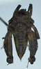 CollectionObject 1583756; 403716bd-b6f9-4158-9cc4-faf524893993: female, ventral view. (CollectionObject).