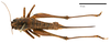 CollectionObject 1575326; 0bba0b0d-56b4-43b9-a80e-11cde05ff138: female, dorsal view (syntype). (CollectionObject).