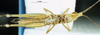 CollectionObject 1581399; b4e997bb-bb73-4161-8e9e-1d906555472a: male, ventral view (paratype). (CollectionObject).