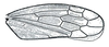 Forewing: Deltocephalus pulicaris, forewing. (Observation).