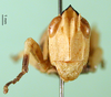 CollectionObject 1500959; 9cf54dd5-c69d-4441-bf43-ed1930bce568: female, frontal view (holotype). (CollectionObject).