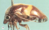 Habitus, lateral view: !! display not done !! on Neotynelia pubescens (Fabricius, 1803): (Observation).