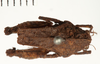 CollectionObject 1529885; d1d9ad57-c9e7-40a2-afa7-dd150744a8fb: male, dorsal view (holotype). (CollectionObject).