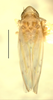 Habitus, dorsal view on Erythridula parsonsi (Hepner, 1976): Habitus (holotype, INHS collection). (Observation).