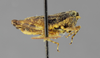 CollectionObject 1523005; 119934c1-b9e3-47f3-be78-d595597d670a: female, lateral view (holotype). (CollectionObject).