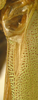 CollectionObject 1564888; a45e9ff3-bd9d-4654-a877-62d9c69fa87f: male right stridulatory area, whole view (paratype). (CollectionObject).