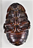 CollectionObject 1848722; 0ee94750-bbaa-4855-94af-f33650a5e37d: (CollectionObject).