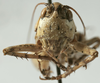 CollectionObject 1539786; 747c76a0-2136-430e-95a7-57899992f6a5: male face (holotype). (CollectionObject).