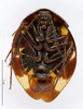CollectionObject 1587493; MNHN(SF IMPORT DUPLICATE) MNHN-EP-EP761, d102bfbe-a8c2-485f-9c01-4e814300ed1f: CC BY-NC-ND 4.0/MNHN - Depraetere Marion - 2014. Paratype, male, of regularis Grandcolas, 1993. Specimen number: MNHN-EP-EP761. http://coldb.mnhn.fr/catalognumber/mnhn/ep/ep761. (CollectionObject).