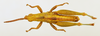 CollectionObject 1518454; 1410885e-aa7f-46ff-93e0-db80e7ec820e: male, dorsal view (holotype). (CollectionObject).