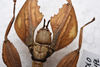 CollectionObject 1581340; 464430ef-1cc8-421f-a32d-a4f53a3dc6eb: copyright ZRC Singapore. female, dorsal view of head (holotype). (CollectionObject).