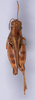 CollectionObject 1582279; ef6fc225-f244-4cc3-a434-e66a6e56e07c: female, dorsal view (syntype of Caloptenopsis crassiusculus). (CollectionObject).