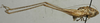CollectionObject 1535986; 1f8058f5-b2b6-4456-ad7c-ad09f54e0734: male, lateral view (syntype). (CollectionObject).