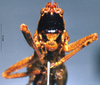 CollectionObject 1516149; d73704c3-82b5-452d-b040-c561cec6498f: male, frontal view (holotype). (CollectionObject).