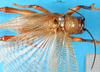CollectionObject 1500136; 1061f6f8-83cf-48dd-a6c1-095493f7d148: male, dorsal view. (CollectionObject).