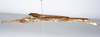 CollectionObject 1590156; 699aa1cd-42d0-458b-9b6f-03bfe16681b0: copyright Oskar Conle. female, lateral view (paratype). (CollectionObject).;CollectionObject 1590157; 3fd27e98-576d-4f90-8350-dafc688c13bc: copyright Oskar Conle. female, lateral view (paratype). (CollectionObject).