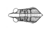 Staleochlora trilineata (Serville, 1831): Fig. 21A. head and pronotum, dorsal view. (Otu).