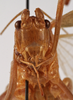 CollectionObject 1534531; ed87de70-c4b0-40b6-b0d6-ecdfb1b3b9d7: female face (holotype of Scopiorus muticus). (CollectionObject).