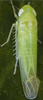 Habitus, dorsal view: Abdomen, sternal apodemes, ventral view. (Observation).